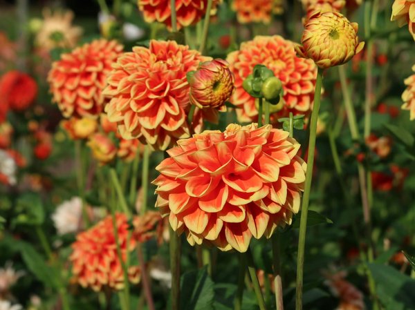 Clôture et grillage rigide : la qualité au service de votre espace